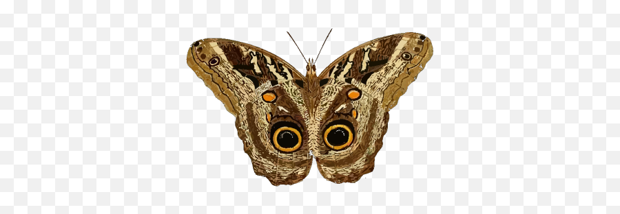 Moth Png Svg Clip Art For Web - Moth T Shirt Emoji,Moth Emoji