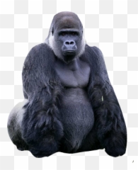Gorilla Sticker - Harambe Get Away From That Kid Emoji,Gorilla Emoji