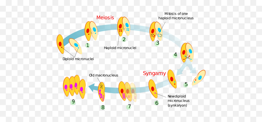 Ciliate - Ciliate Conjugation Emoji,Paramecium Eaten Emotion