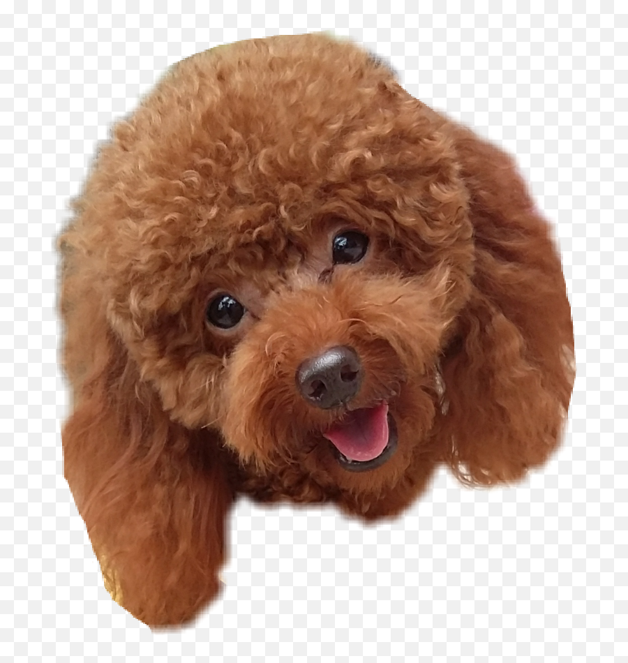 Download Toy Poodle Png Image With No Background - Pngkeycom Poodle Toy Png Transparent Emoji,Poodle Emoji