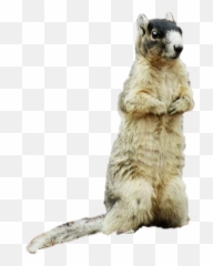 Discover Trending Squirrel Stickers Picsart - Ground Squirrels Emoji,Chipmunk Emoji Android