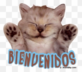 2014 - Fill The Frame Animal Cute Emoji,Emoticon Metralleta
