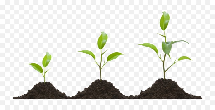 Growing Plant Png Transparent Image Png Mart - Plant Growing Clipart Emoji,Plant Emoji No Background