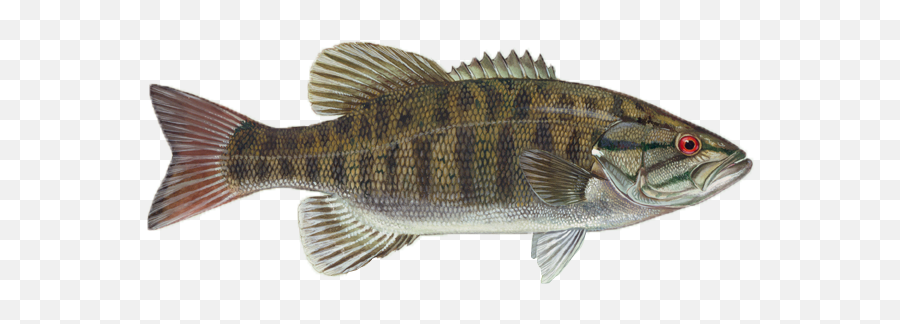 Fishing Guides - Do Bass Fish Eat Emoji,Rod Sterling Emojis