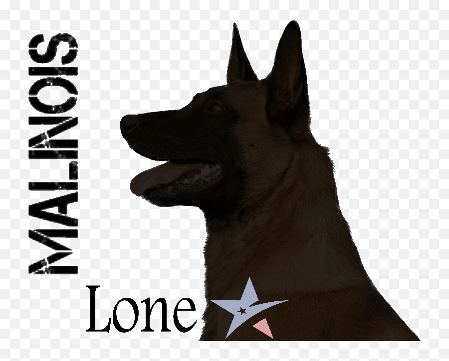 Puppies Lonestar Malinois Gatesvilletexas - Northern Breed Group Emoji,German Sheppherd Emotions Based On Ears