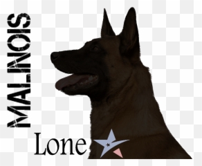 Puppies Lonestar Malinois Gatesvilletexas - Northern Breed Group Emoji,German Sheppherd Emotions Based On Ears