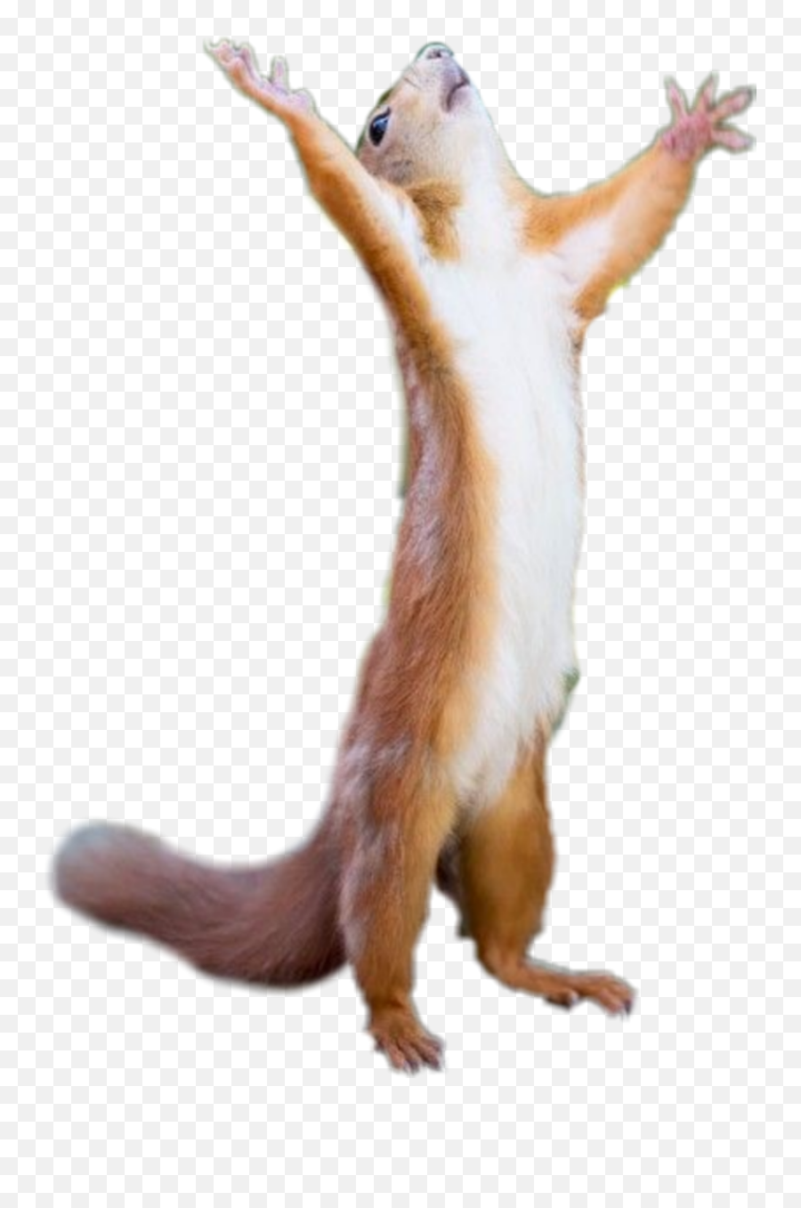 The Most Edited Ardillas Picsart Emoji,Weasel Emoticon