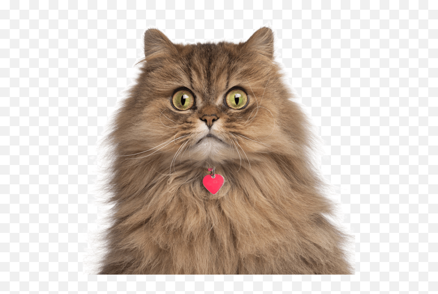 Persian Kittens For Sale - Adoptapetcom Emoji,Furry Angry Emoticon