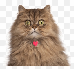 Persian Kittens For Sale - Adoptapetcom Emoji,Furry Angry Emoticon