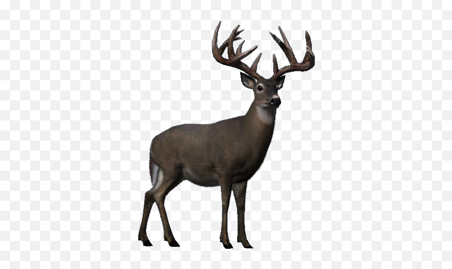 Big Buck - Whitetail Deer Big Buck Hunter Emoji,Whitetail Deer Emoji