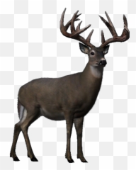 Big Buck - Whitetail Deer Big Buck Hunter Emoji,Whitetail Deer Emoji