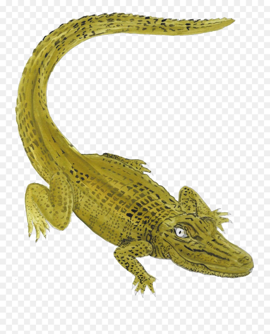 Free Images Of Money Bags Download - Animal Figure Emoji,Alligator Man Emoji