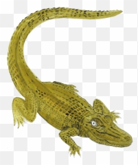 Free Images Of Money Bags Download - Animal Figure Emoji,Alligator Man Emoji