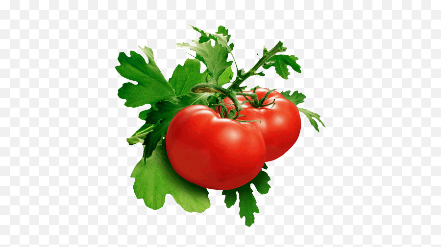 Tomato Png Images U2013 Transparent Photos - Tomato Png Emoji,Find The Emoji Tomato