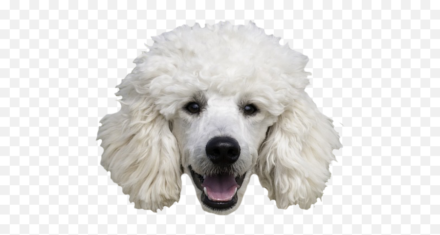 Dogs - Dog Stickers Messages By Alexander Bichurin Big Hypoallergenic Dogs Emoji,Apple Poodle Emoji