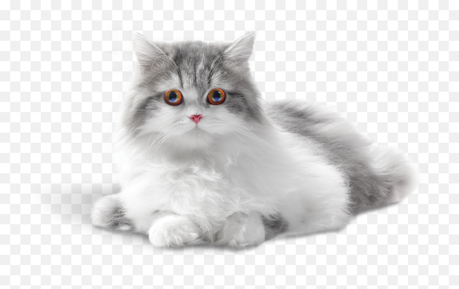 Gatos Png - Gatos Png Cat 1392179 Vippng Anita Cruz Good Morning Emoji,Alice Madness Returns Emojis