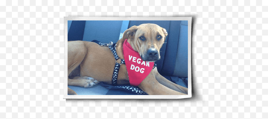 Vegan Dogs And Cats Great Resources - Martingale Emoji,Dog Emotion Committed To Human Pig
