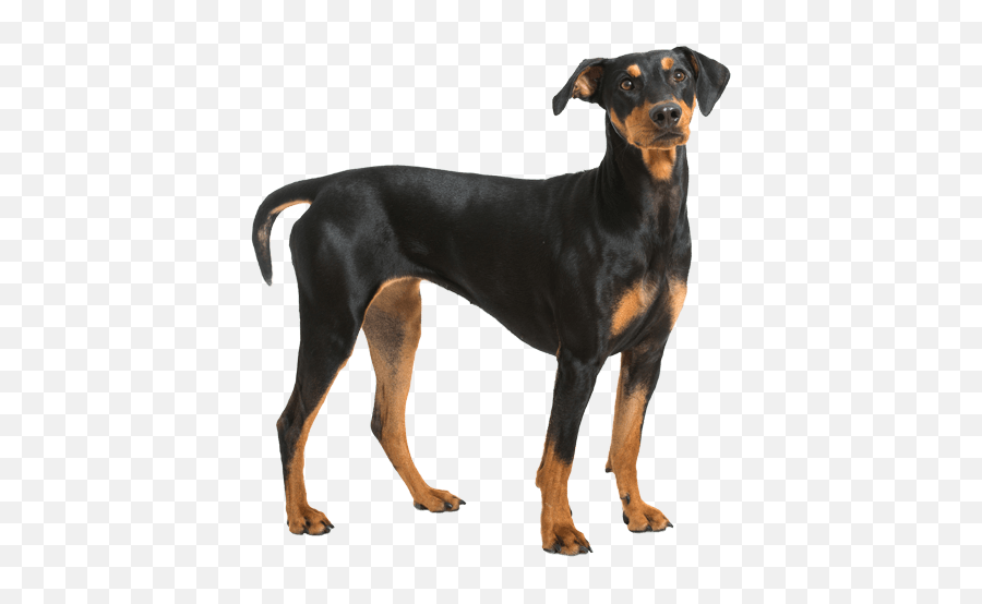 German Pinscher - German Pinscher Nails Emoji,German Few Emotion Hip