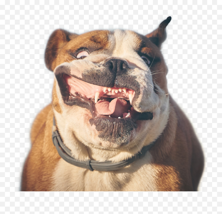 Popular And Trending - Bulldog Running Mouth Open Emoji,Fetty Wap Emoji App