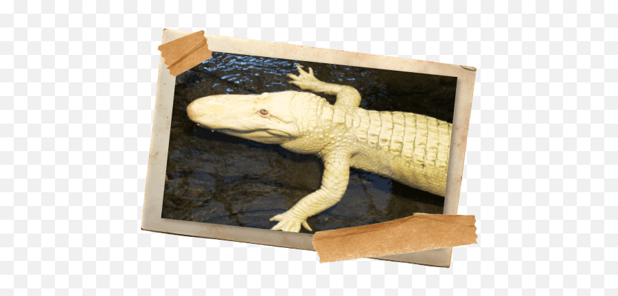 St - Smugglers Cove Albino Alligator Emoji,Facebook Emoticons Alligator
