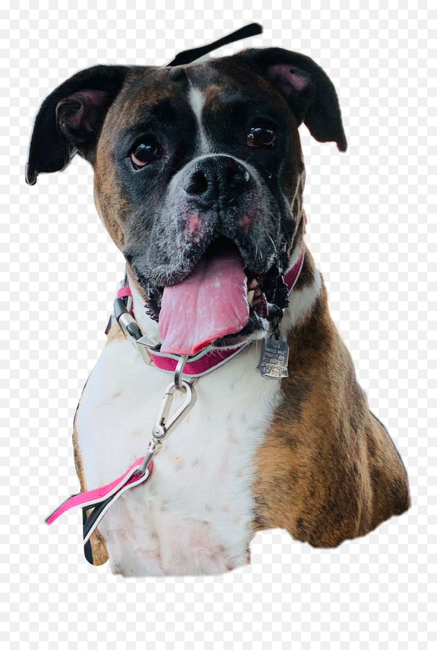 Boxer Dog Bridal Sticker - Martingale Emoji,Boxer Emoji