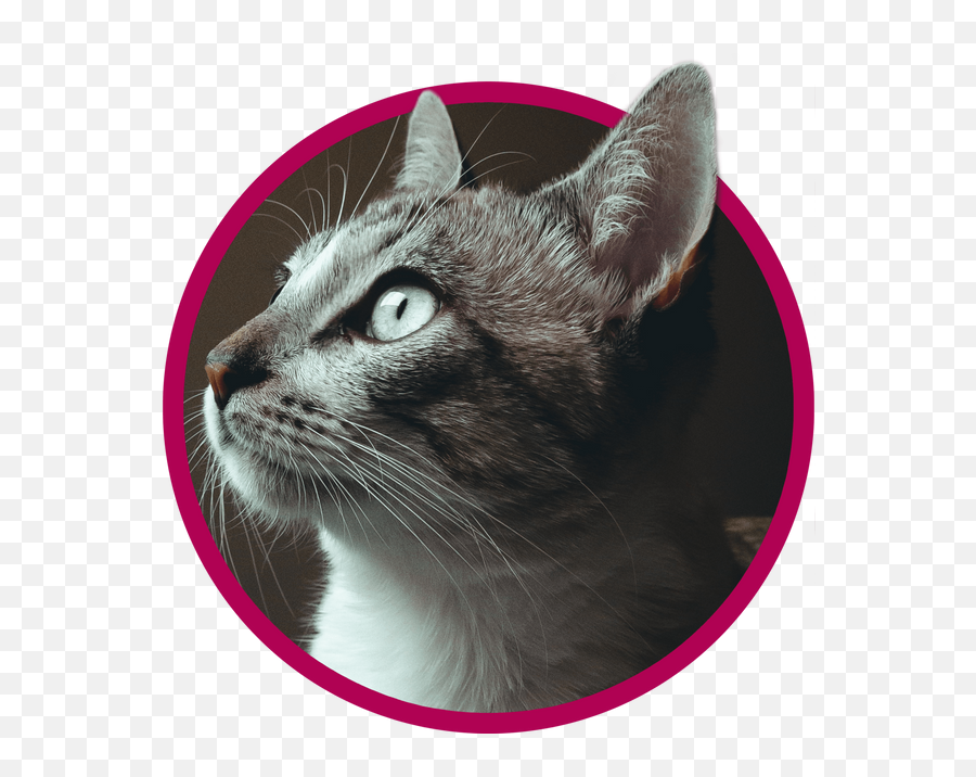 Vet Clinic In Cincinnati Bridgetown - Domestic Cat Emoji,Jaap Animal Emotion