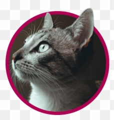 Vet Clinic In Cincinnati Bridgetown - Domestic Cat Emoji,Jaap Animal Emotion