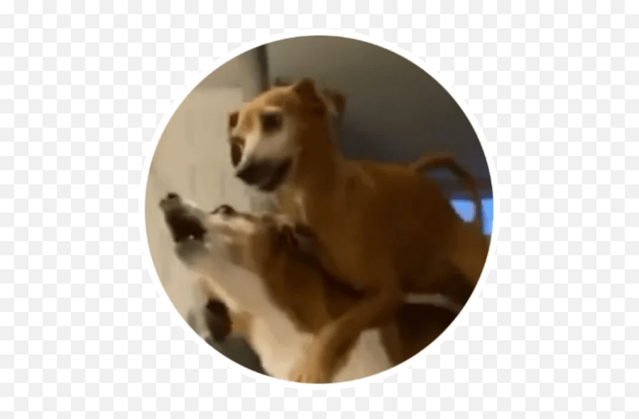 Wholesome Animals Stickers - Live Wa Stickers Emoji,Biting Dog Emoticon