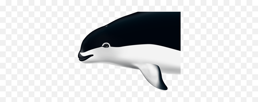 Marine Mammals Projects Photos Videos Logos Emoji,Whale Emoji