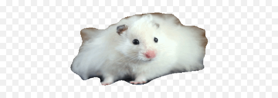 Verb To Be Baamboozle Emoji,Heart Emoji Pfp Hamster