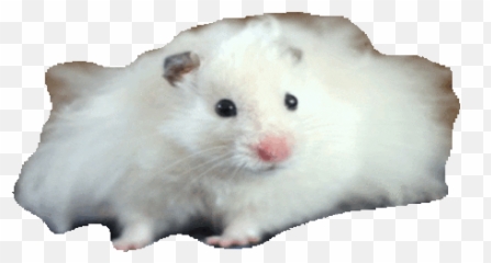 Verb To Be Baamboozle Emoji,Heart Emoji Pfp Hamster