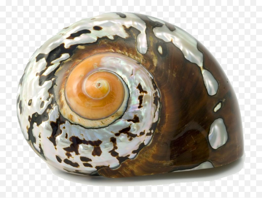 Snail Shell Psd Official Psds Emoji,Conch Shell Emoji