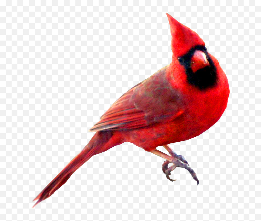Bird St Louis Cardinals Northern Cardinal Swallow Symbol - Transparent Red Bird Png Emoji,Swallow Emoji