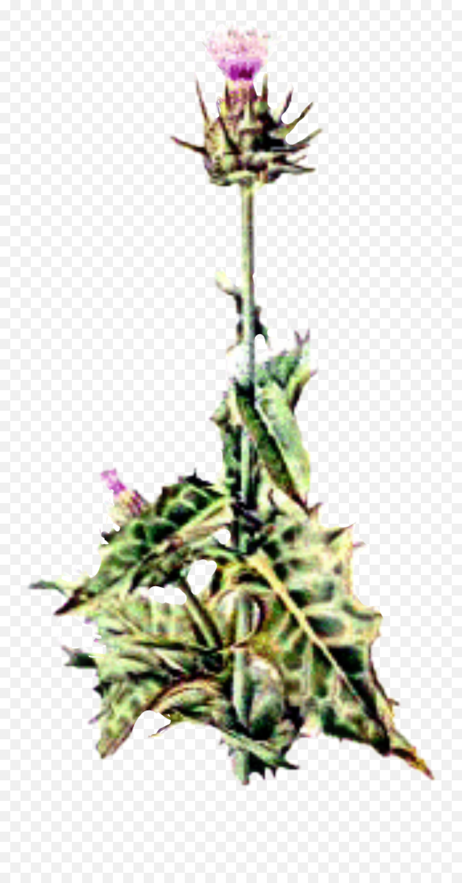 Thistle Sticker - Milk Thistle Emoji,Thistle Emoji