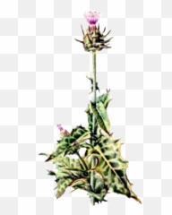 Thistle Sticker - Milk Thistle Emoji,Thistle Emoji