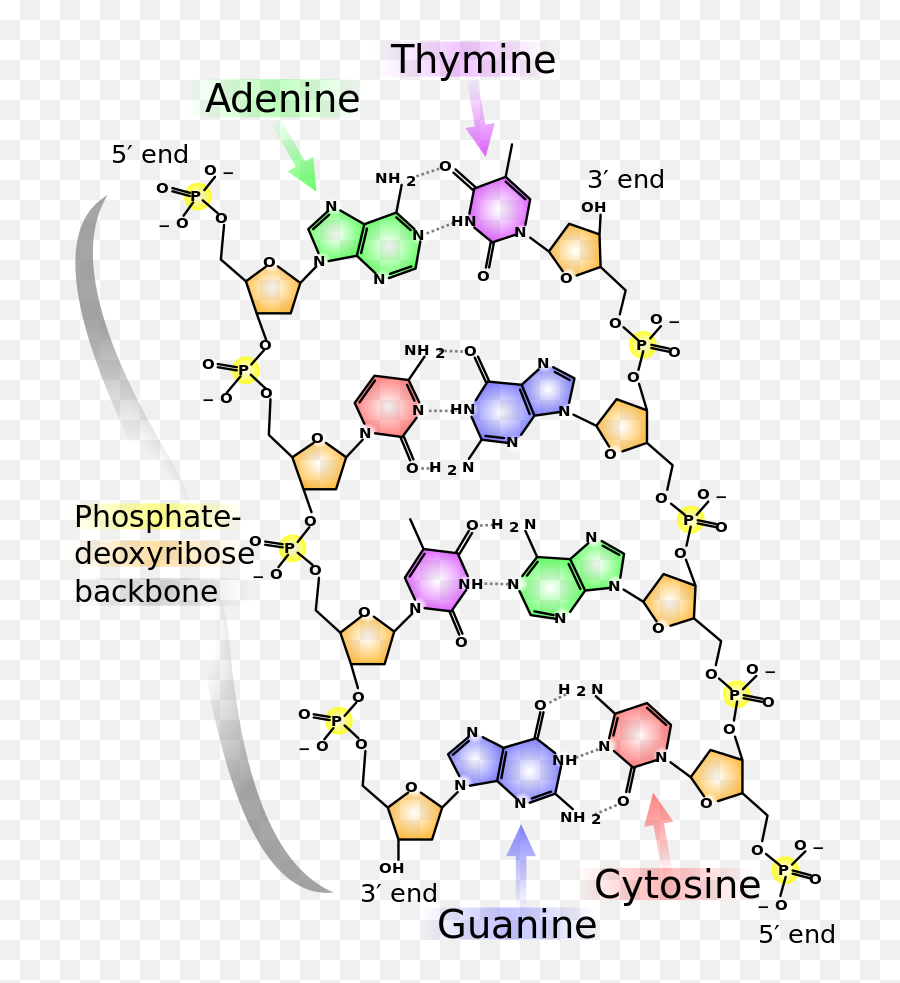 June - 3d Structure Of Nucleic Acids Emoji,Logical Fallacy Appeal To Emotion