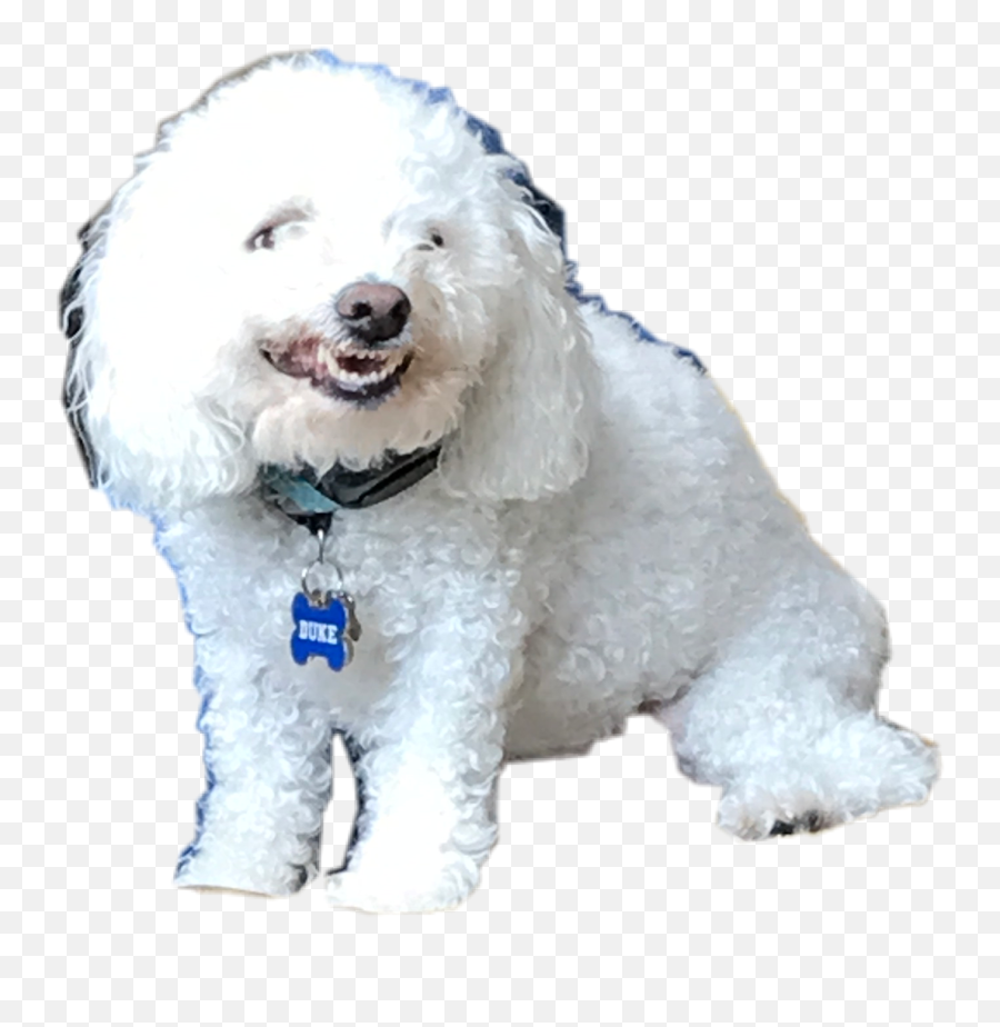 The Most Edited Doggyface Picsart - Dog Clothes Emoji,Apple Poodle Emoji