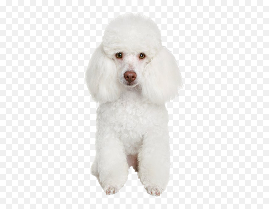 Poodle Png Transparent Images Png All - White Toy Poodle Png Emoji,Poodle Emoji