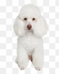 Poodle Png Transparent Images Png All - White Toy Poodle Png Emoji,Poodle Emoji