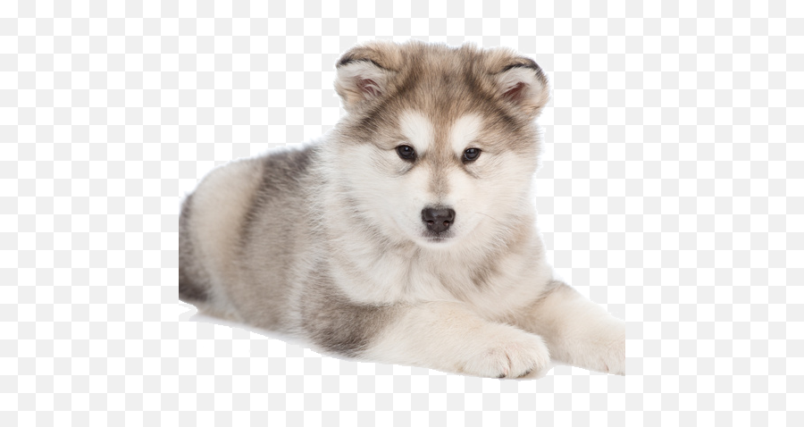 How To Calculate Heikin Ashi - Babypipscom Northern Breed Group Emoji,Husky Stages Of Emotion