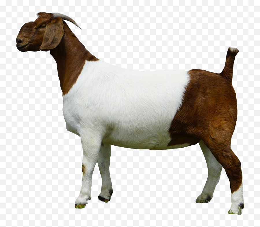 Goat Png Photos - Transparent Boer Goat Png Emoji,The G.o.a.t Emoji