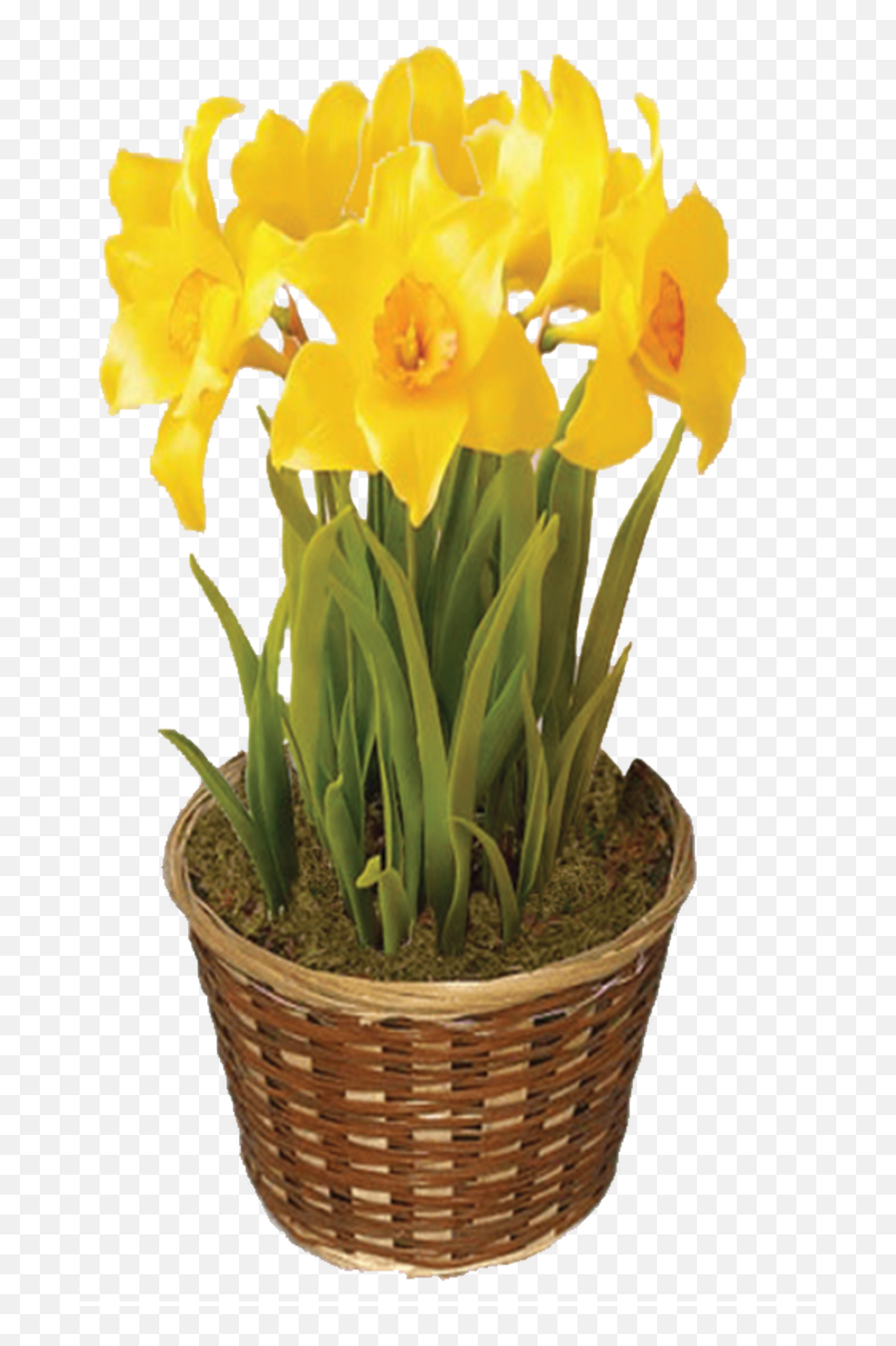 Flower Bulb Of The Month Gift Emoji,Daffodil Emoticon Facebook