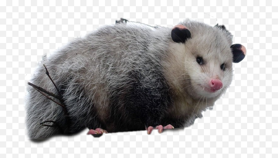 The Most Edited Possum Picsart Emoji,Possum Text Emoji