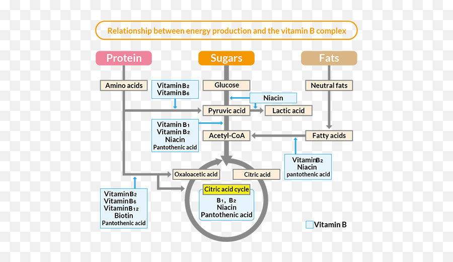 Energy Production And B Vitamins Otsuka Pharmaceutical Co Emoji,B| Emoticon