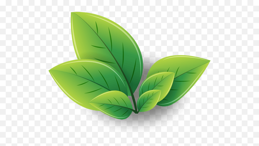 Green Tea Energy Shot Iced Tea Matcha - Tea Leaft Png Emoji,Matcha Emoticon