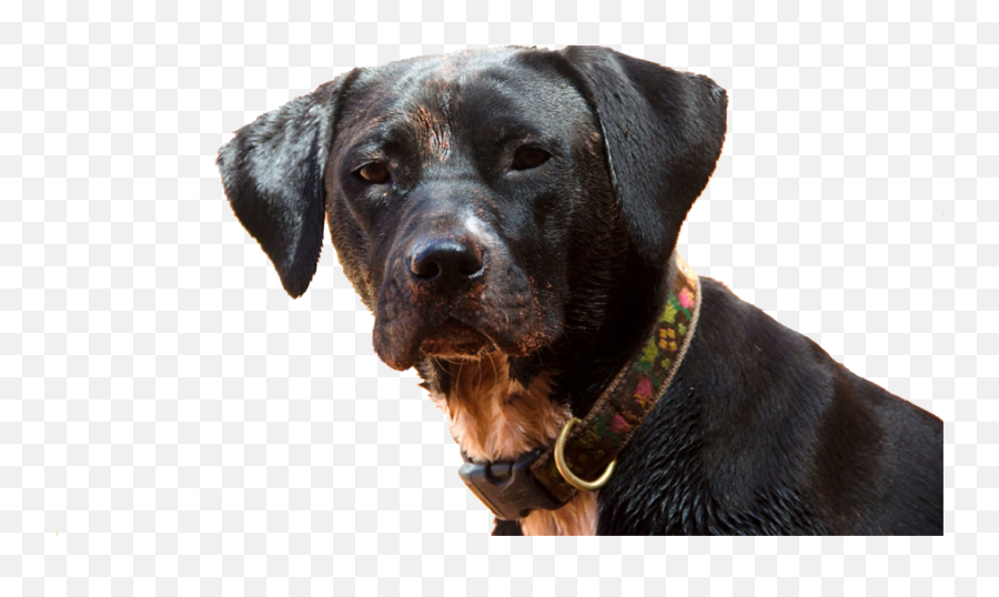 Mill Creek Animal Hospital Moab Mill Creek Animal Hospital Emoji,Vet Emoji