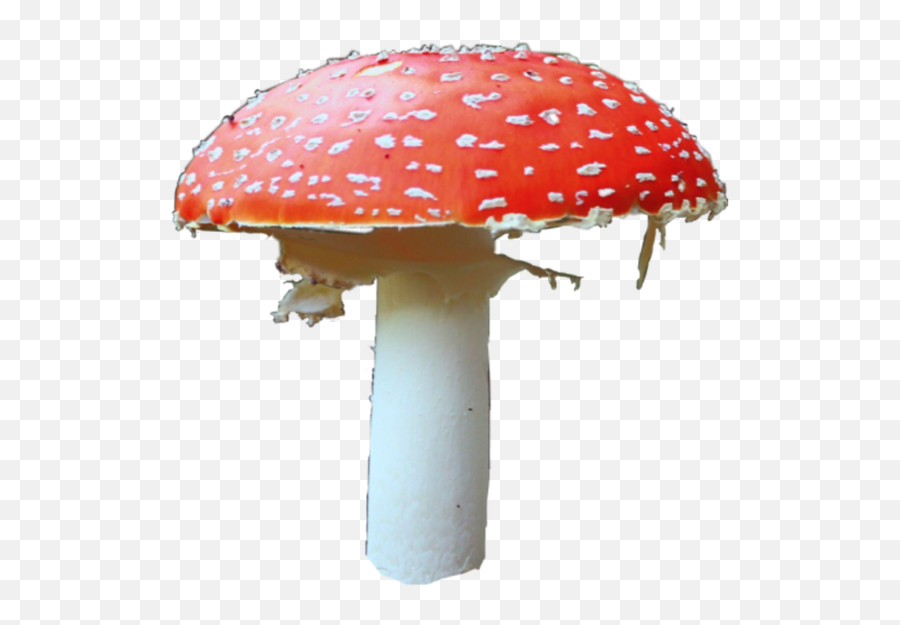 Mushroom Shroom Amanitas Sticker - Red Mushroom Png Emoji,Shroom Emoji