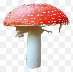 Mushroom Shroom Amanitas Sticker - Red Mushroom Png Emoji,Shroom Emoji