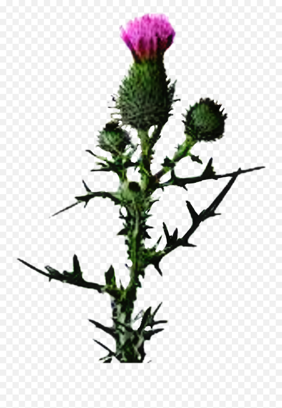 Thistle Flower Sticker - Thistle Scottish Thistle Transparent Background Emoji,Thistle Emoji