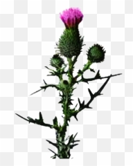 Thistle Flower Sticker - Thistle Scottish Thistle Transparent Background Emoji,Thistle Emoji